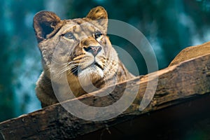 Portrait of a berber lioness