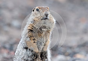Portrait of a Bering gopher