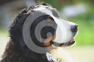 Portrait of a Bernese Mountain dog