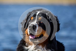 Portrait of a Bernese Mountain Dog