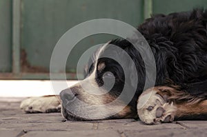 Portrait of a Bernese Mountain Dog sleeping on a paving slab