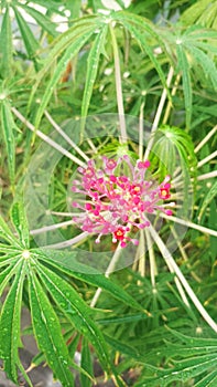 Portrait of betadine flowers from central Java province