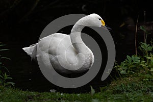 A portrait of a Bewickâ€™s Swan as it stands in shallow water