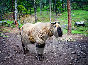Portrait of Bhutan takin goat-cow