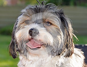 Portrait of a Biewer terrier dog