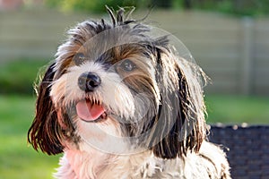 Portrait of a Biewer terrier dog