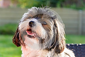 Portrait of a Biewer terrier dog