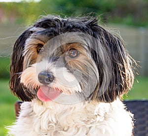 Portrait of a Biewer yorkshire terrier dog