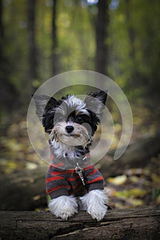 Portrait Biewer Yorkshire terrier puppy on the trunk in the autumn park