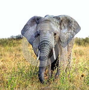 Portrait of a big african elephant