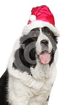 Portrait of a big Alabai dog in Santa red hat