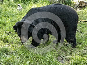 Portrait of a big Asian bear with a white bib, Asian black bear, Ursus thibetanus