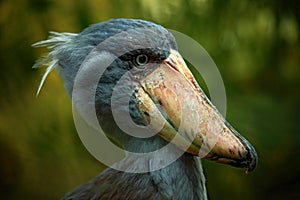 Portrait of big beak bird Shoebill, Balaeniceps rex