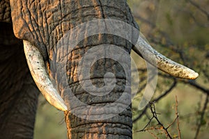 Portrait of a big beautiful elephant feeding on tree, wild animal, safari game drive, Eco travel and tourism, Chobe national park,