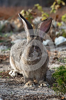 Portrait of a big beautiful rabbit in the yard