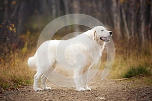 Portrait of big and beautiful white maremma dog standing in the autumn forest