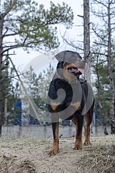 Portrait Big Black dog standing with his mouth open and tongue hanging out against a background of pine trees and a concrete fence