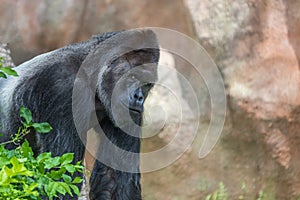Portrait of a big black gorilla in nature