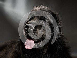 Portrait of big black water-dog, studio shooting