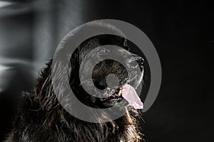 Portrait of big black water-dog, studio shooting