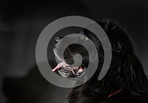 Portrait of big black water-dog, studio shooting