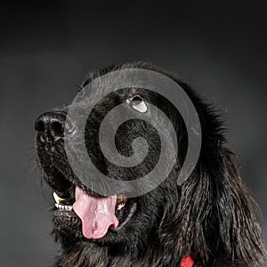 Portrait of big black water-dog, studio shooting