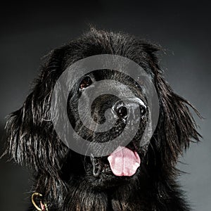 Portrait of big black water-dog, studio shooting