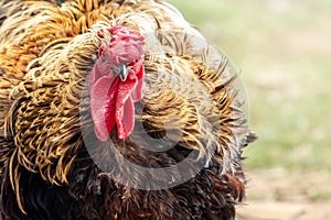 Portrait of a big and bloated cock