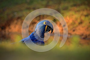 Portrait big blue parrot Hyacinth Macaw, Anodorhynchus hyacinthinus, with drop of water on the bill, Pantanal, Brazil, South Ameri