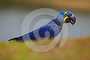 Portrait of big blue parrot Hyacinth Macaw, Anodorhynchus hyacinthinus, Pantanal, Brazil, South America