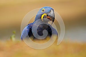 Portrait big blue parrot Hyacinth Macaw, Anodorhynchus hyacinthinus, Pantanal, Brazil, South America