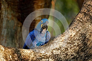 Portrait of big blue parrot, Pantanal, Brazil, South America. Beautiful rare bird in the nature habitat. Macaw in wild nature. Hya