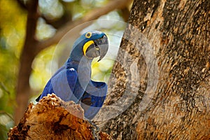 Portrait big blue parrot, Pantanal, Brazil, South America. Beautiful rare bird in the nature habitat. Wildlife Bolivia, macaw in w