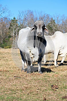 Big Brahma Bull