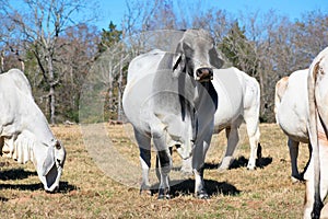 Big Brahma Bull