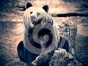 Portrait of a big Brown bear in ZOO