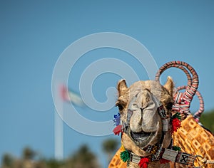 Portrait of a camel in the Desert photo