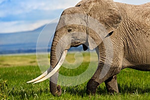Portrait of a big Elephant