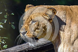 Portrait of a big female African lion  Panthera leo
