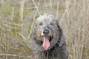 Portrait of a big gray dog Irish Wolfhound breed