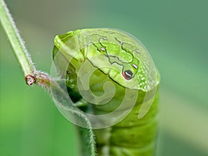 Portrait of a big green caterpillar photo