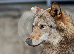 Portrait of a big grey wolf