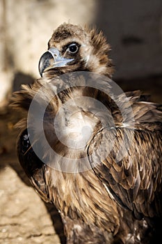 Portrait Big Griff Black Aegypius monachus