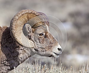 Portrait of Big Horn Ram sheep wildlife