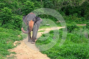 Portrait of the big majestic elephant with chained legs walking slowly on rural road through the jungle wilderness.