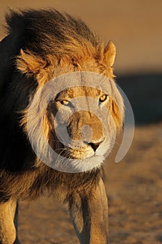 Portrait of a big male African lion