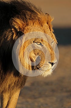 Portrait of a big male African lion