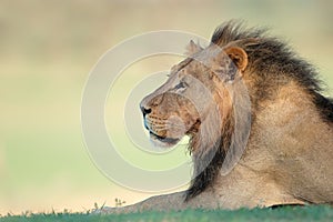 Portrait of a big male African lion