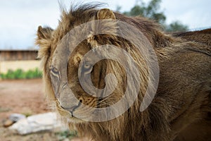 Portrait of a big male African lion