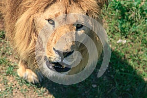 Portrait of a big male African lion (Panthera leo) against a gra